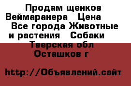 Продам щенков Веймаранера › Цена ­ 30 - Все города Животные и растения » Собаки   . Тверская обл.,Осташков г.